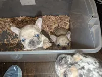 Blue Eyes Lilac Merle Girl , a female French Bulldog for sale in Chattanooga, TN – Photo 1 of 7