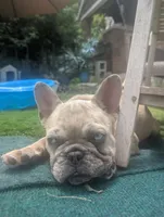 Blue Eyes Cream Merle, a female French Bulldog for sale in Chattanooga, TN – 2 of 9
