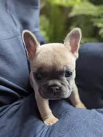 Fawn Masked Girl, a female French Bulldog for sale in Chattanooga, TN – Photo 2 of 5