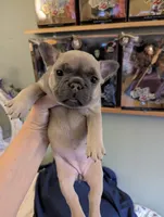 Fawn Masked Girl, a female French Bulldog for sale in Chattanooga, TN – Photo 1 of 5