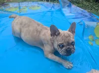 Blue Eyes Cream Merle, a female French Bulldog for sale in Chattanooga, TN – 3 of 9