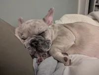 Blue Eyes Cream Merle, a female French Bulldog for sale in Chattanooga, TN – 7 of 9