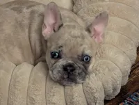 Blue Eyes Cream Merle, a female French Bulldog for sale in Chattanooga, TN – 6 of 9