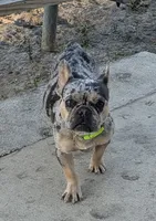 Blue Eyes Cream Merle, a female French Bulldog for sale in Chattanooga, TN – 8 of 9