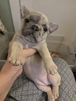 Merle Girl , a female French Bulldog for sale in Chattanooga, TN – Photo 2 of 4