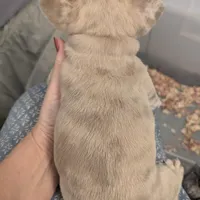 Merle Boy, a male French Bulldog for sale in Chattanooga, TN – Photo 3 of 6