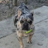 Merle Boy, a male French Bulldog for sale in Chattanooga, TN – Photo 5 of 6