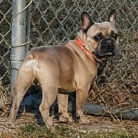 Merle Boy, a male French Bulldog for sale in Chattanooga, TN – Photo 6 of 6