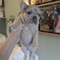 Merle Boy, a male French Bulldog for sale in Chattanooga, TN – Photo 4 of 6