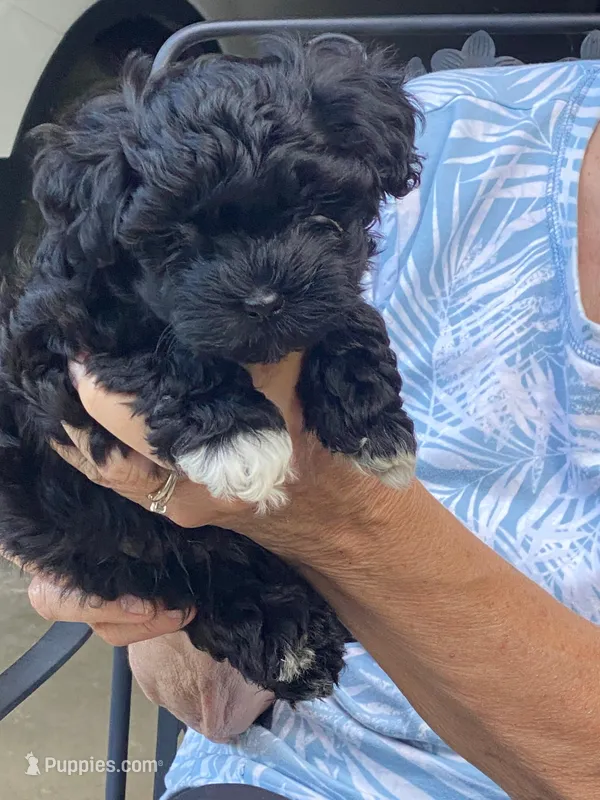 Memphis – Havanese puppy for sale in Norwood Young America, MN