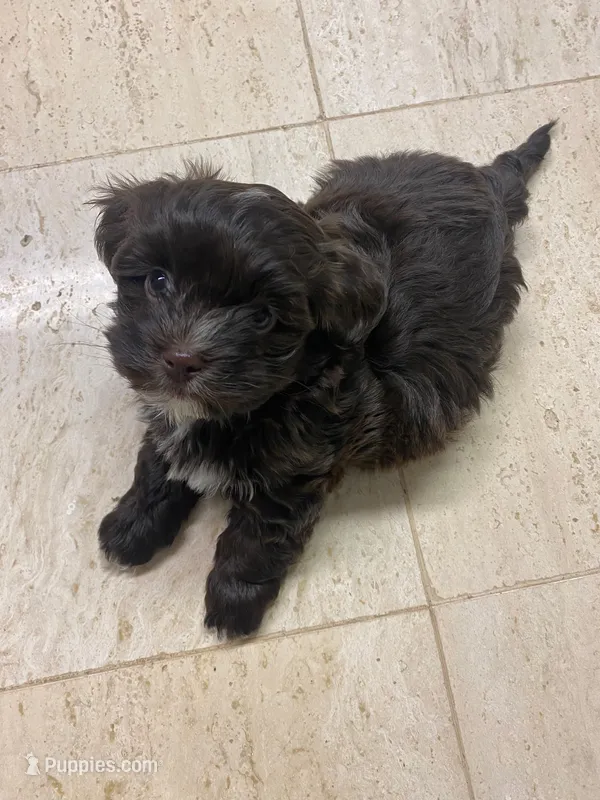 Hazel – Havanese puppy for sale in Norwood Young America, MN