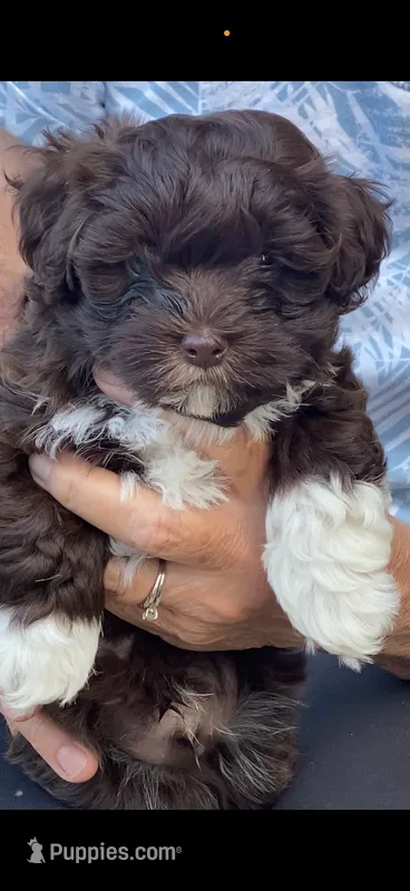 Bear – Havanese puppy for sale in Norwood Young America, MN
