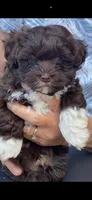 Bear, a male Havanese for sale in Norwood Young America, MN – 1 of 1