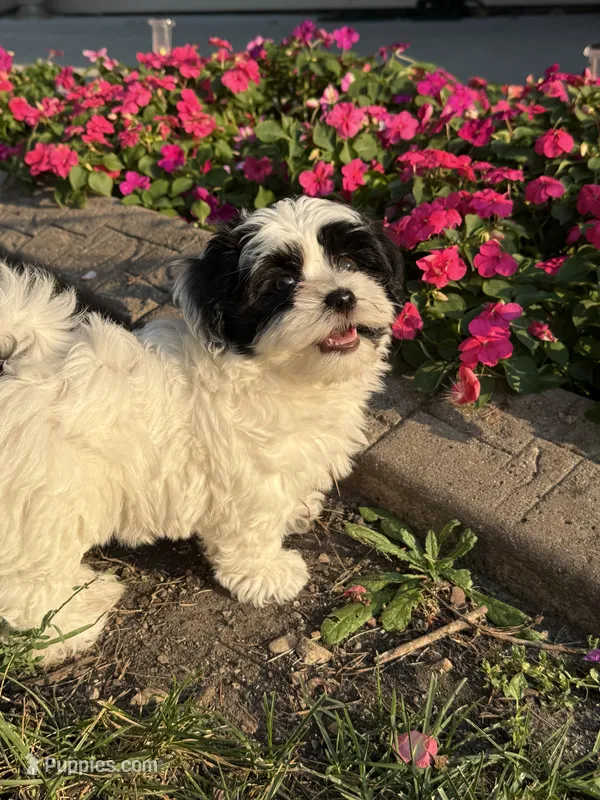 Oreo – Havanese puppy for sale in Norwood Young America, MN