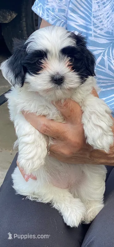 Oreo – Havanese puppy for sale in Norwood Young America, MN
