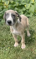 Blue Fawn Tuxedo, a male Great Dane for sale in Bloomingburg, OH – 5 of 9