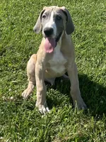 Colt, a male Great Dane for sale in Bloomingburg, OH – 5 of 8