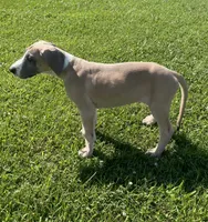 Colt, a male Great Dane for sale in Bloomingburg, OH – 4 of 8