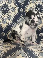 Harlequin Female , a female Great Dane for sale in Bloomingburg, OH – 9 of 10