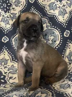 Black Mask Fawn, a male Great Dane for sale in Bloomingburg, OH – 7 of 10