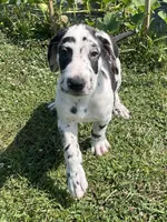 Harlequin Male, a male Great Dane for sale in Bloomingburg, OH – 5 of 8