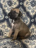 Black Mask Fawn, a male Great Dane for sale in Bloomingburg, OH – 4 of 10