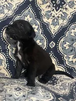 Emily, a female Great Dane for sale in Bloomingburg, OH – 7 of 8