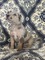 Silver Merle, a male Great Dane for sale in Bloomingburg, OH – 7 of 10