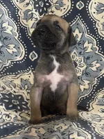 Black Mask Fawn, a male Great Dane for sale in Bloomingburg, OH – 3 of 10