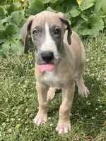 Blue Fawn Tuxedo, a male Great Dane for sale in Bloomingburg, OH – 4 of 9
