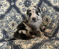 Harlequin Male, a male Great Dane for sale in Bloomingburg, OH – 4 of 10
