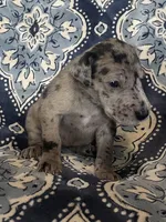 Merle Female, a female Great Dane for sale in Bloomingburg, OH – 3 of 7