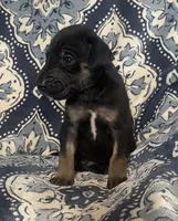 Black and Tan, a male Great Dane for sale in Bloomingburg, OH – 10 of 10