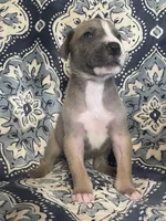 Blue Fawn Tuxedo, a male Great Dane for sale in Bloomingburg, OH – 3 of 8
