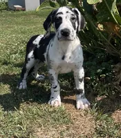 Harlequin Male, a male Great Dane for sale in Bloomingburg, OH – 6 of 8