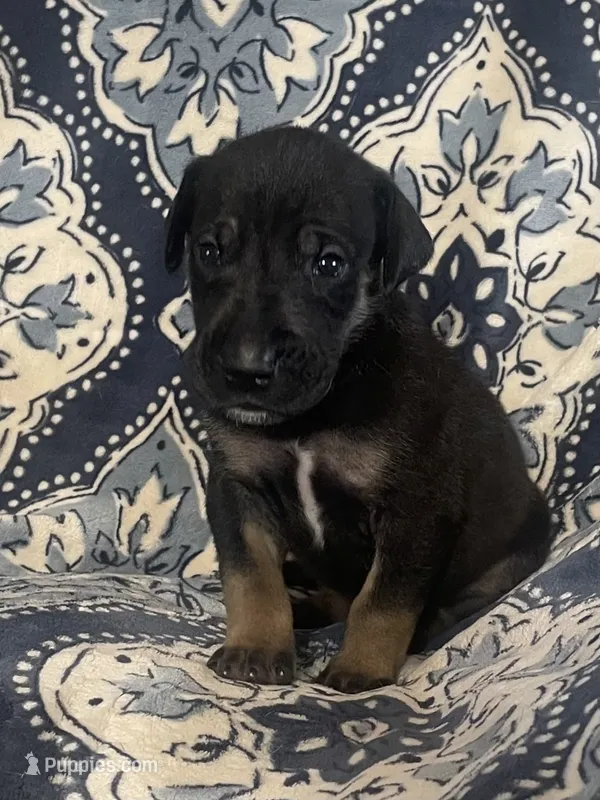 Black and Tan – Great Dane puppy for sale in Bloomingburg, OH