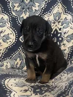 Black and Tan, a male Great Dane for sale in Bloomingburg, OH – 1 of 10