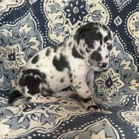 Harlequin Female , a female Great Dane for sale in Bloomingburg, OH – 10 of 10