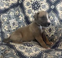 Blue Fawn Tuxedo, a male Great Dane for sale in Bloomingburg, OH – 5 of 8