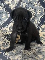 Chloe, a female Great Dane for sale in Bloomingburg, OH – 8 of 8