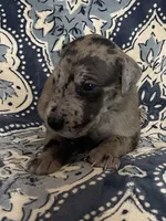 Merle Female, a female Great Dane for sale in Bloomingburg, OH – 2 of 7