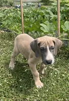 Blue Fawn Tuxedo, a male Great Dane for sale in Bloomingburg, OH – 8 of 9