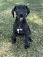 Chloe, a female Great Dane for sale in Bloomingburg, OH – 4 of 7