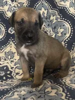 Black Mask Fawn, a male Great Dane for sale in Bloomingburg, OH – 8 of 10