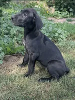Chloe, a female Great Dane for sale in Bloomingburg, OH – 4 of 6
