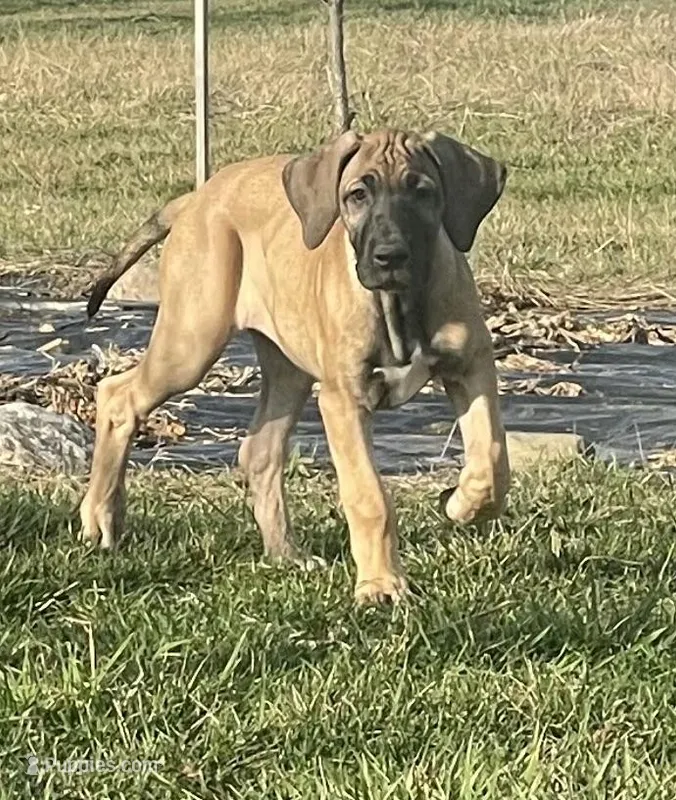 Jenny – Great Dane puppy for sale in Bloomingburg, OH