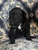 Emily, a female Great Dane for sale in Bloomingburg, OH – 2 of 8