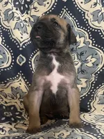 Black Mask Fawn, a male Great Dane for sale in Bloomingburg, OH – 9 of 10