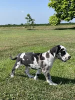 Harlequin Male, a male Great Dane for sale in Bloomingburg, OH – 4 of 8
