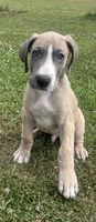 Blue Fawn Tuxedo, a male Great Dane for sale in Bloomingburg, OH – 9 of 9